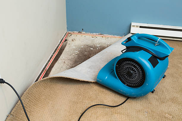 Best Flood damage cleanup  in Bozeman, MT